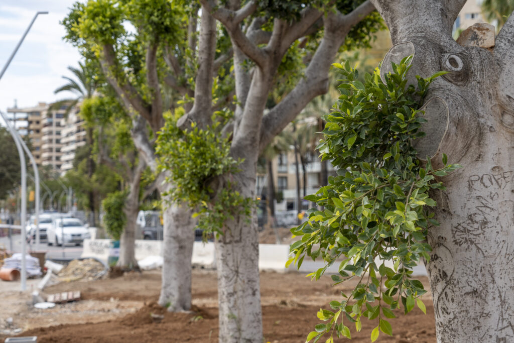 Plantar un arbre és sembrar el futur